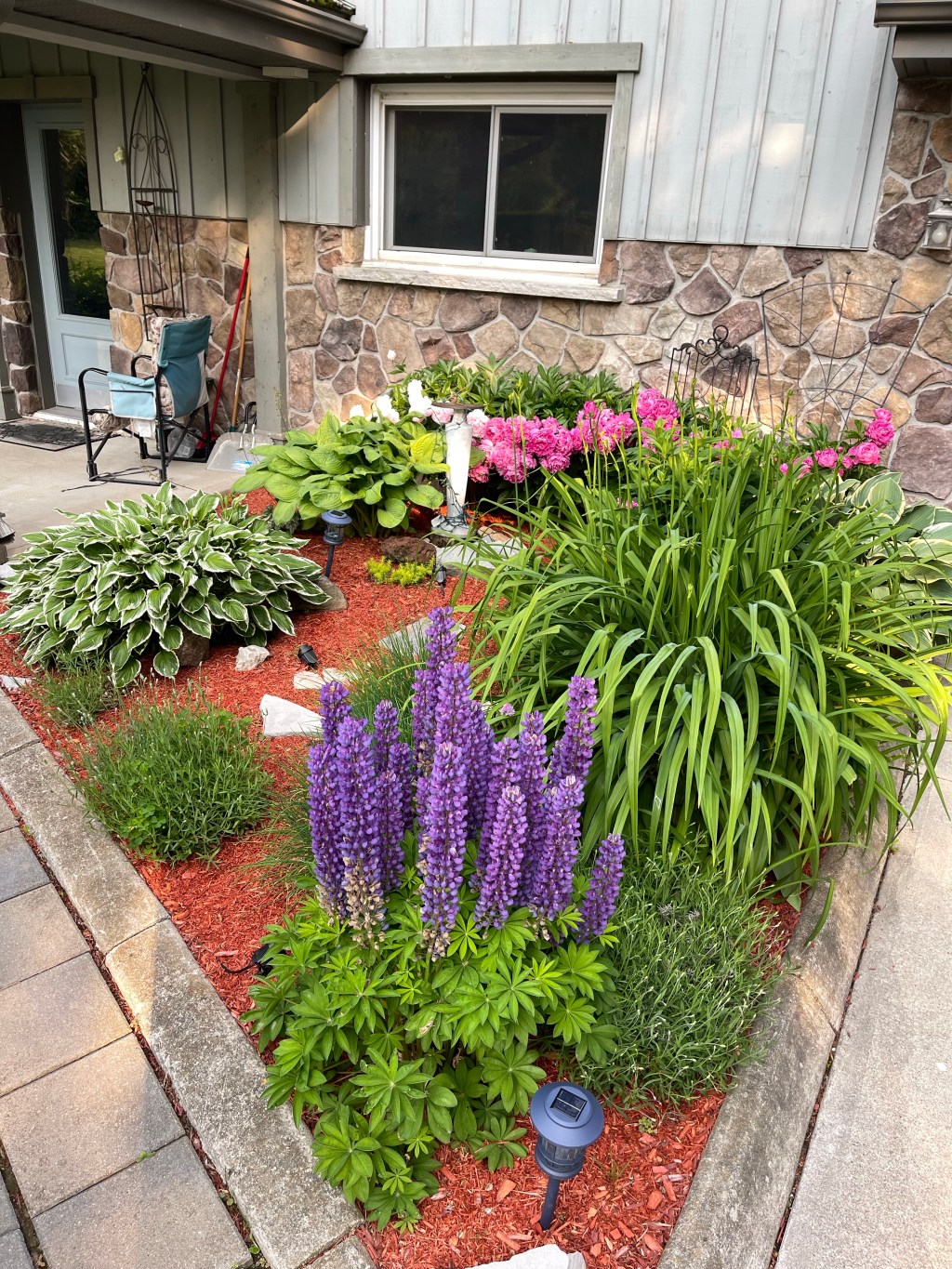 Beautiful Summer Flowers